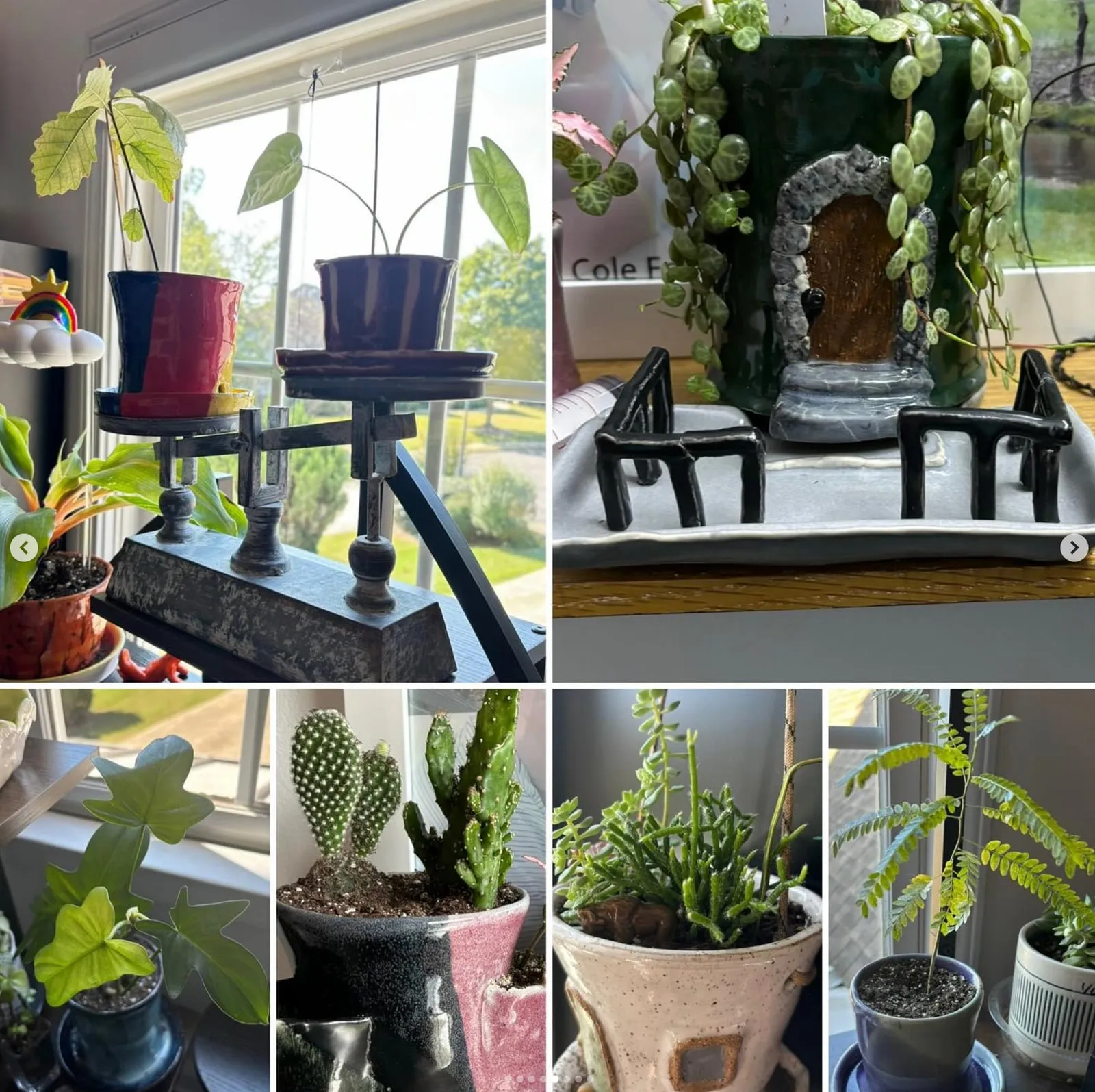A collection of Cole's ceramic planters arranged with houseplants and cacti, including a green house-style pot with a tiny door.
